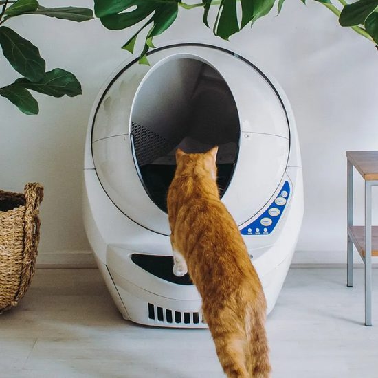 Litter-Robot III automatic self-cleaning toilet for cats