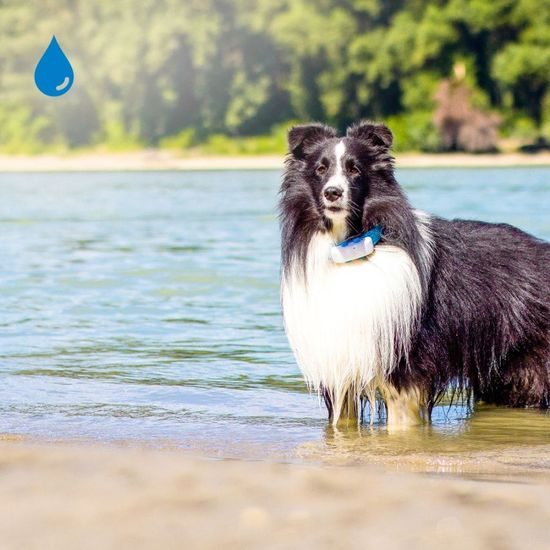 BAZÁR - Tractive GPS DOG 4 – GPS nyomkövető és aktivitásmérő kutyáknak