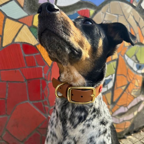 Reedog obroża jasny brąz