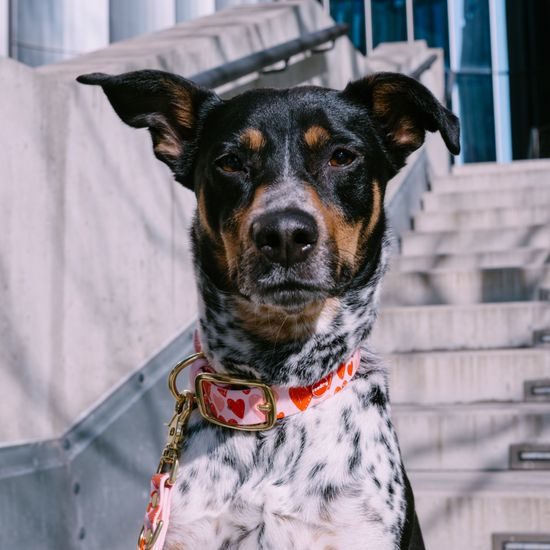 Reedog venčící set srdce Biothane OBOJEK + VODÍTKO