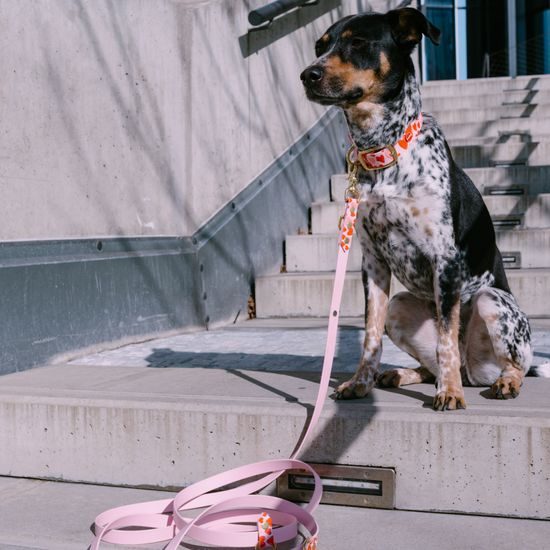 Reedog sétáltató szett kutyáknak, szívek, Biothane NYAKÖRV + PÓRÁZ
