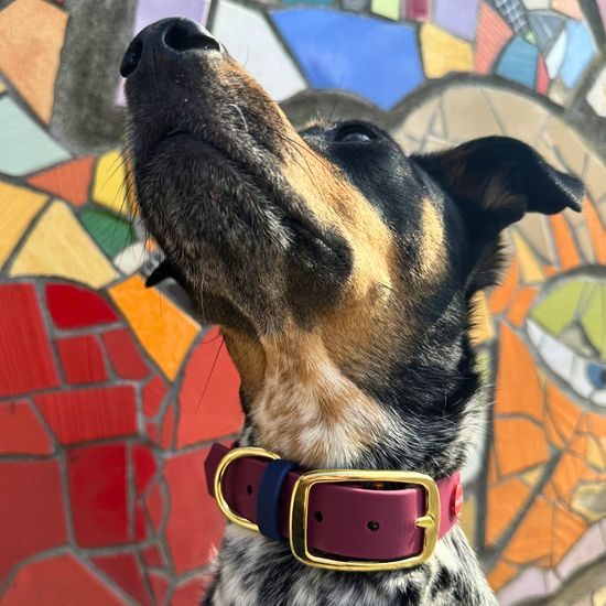 Obojok Reedog bordo-námornícky modrý Biothane