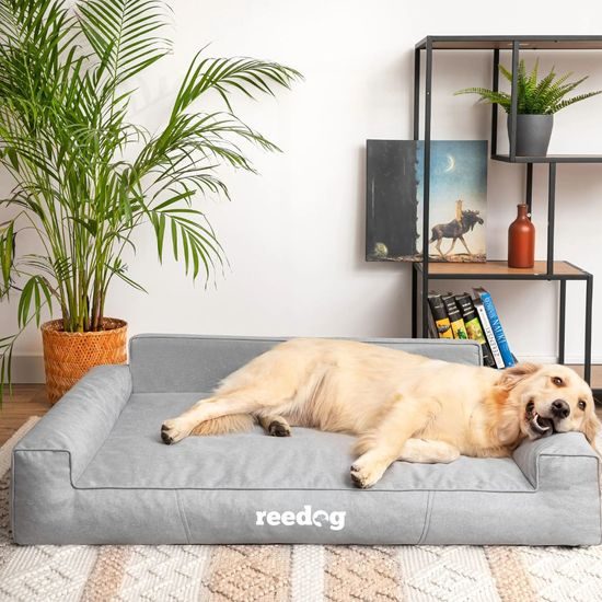Reedog Glamour Ekolen Ash Pelech pre psa