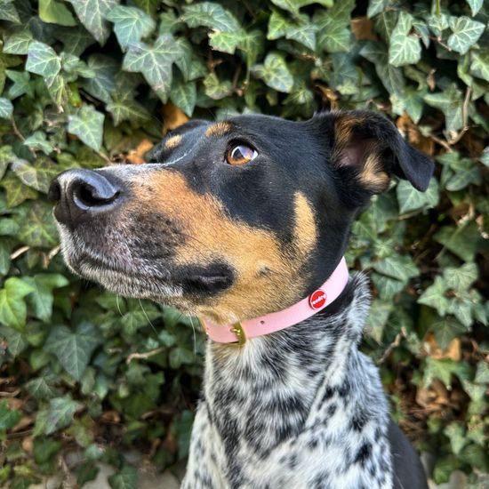 Obojok Reedog púdrovo ružový Biothane