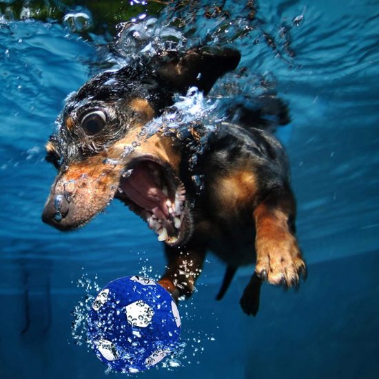 Reedog pelota de látex chirriante para perros