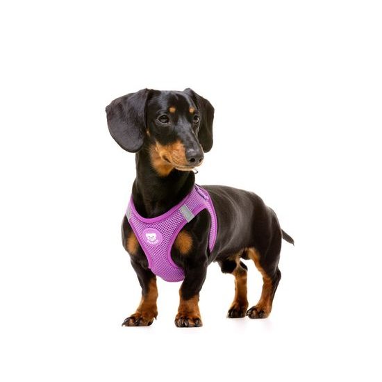 STEP-IN harness PURPLE