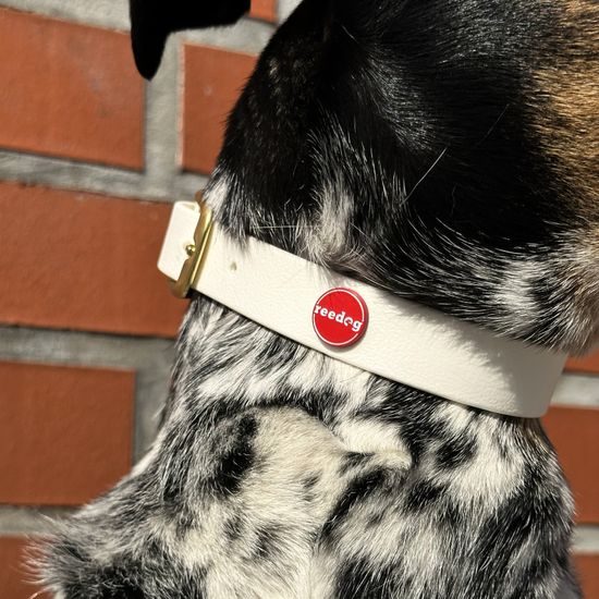 Reedog obroża biały