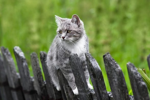 Jak odnaučit kočku utíkat přes plot? Pořiďte si elektronický ohradník pro  kočky! - Elektro-Obojky.cz ®