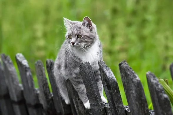 Ako odnaučiť mačku utekať cez plot - Reedog.sk ®