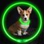 Reedog LED rechargeable light collar for dogs and cats