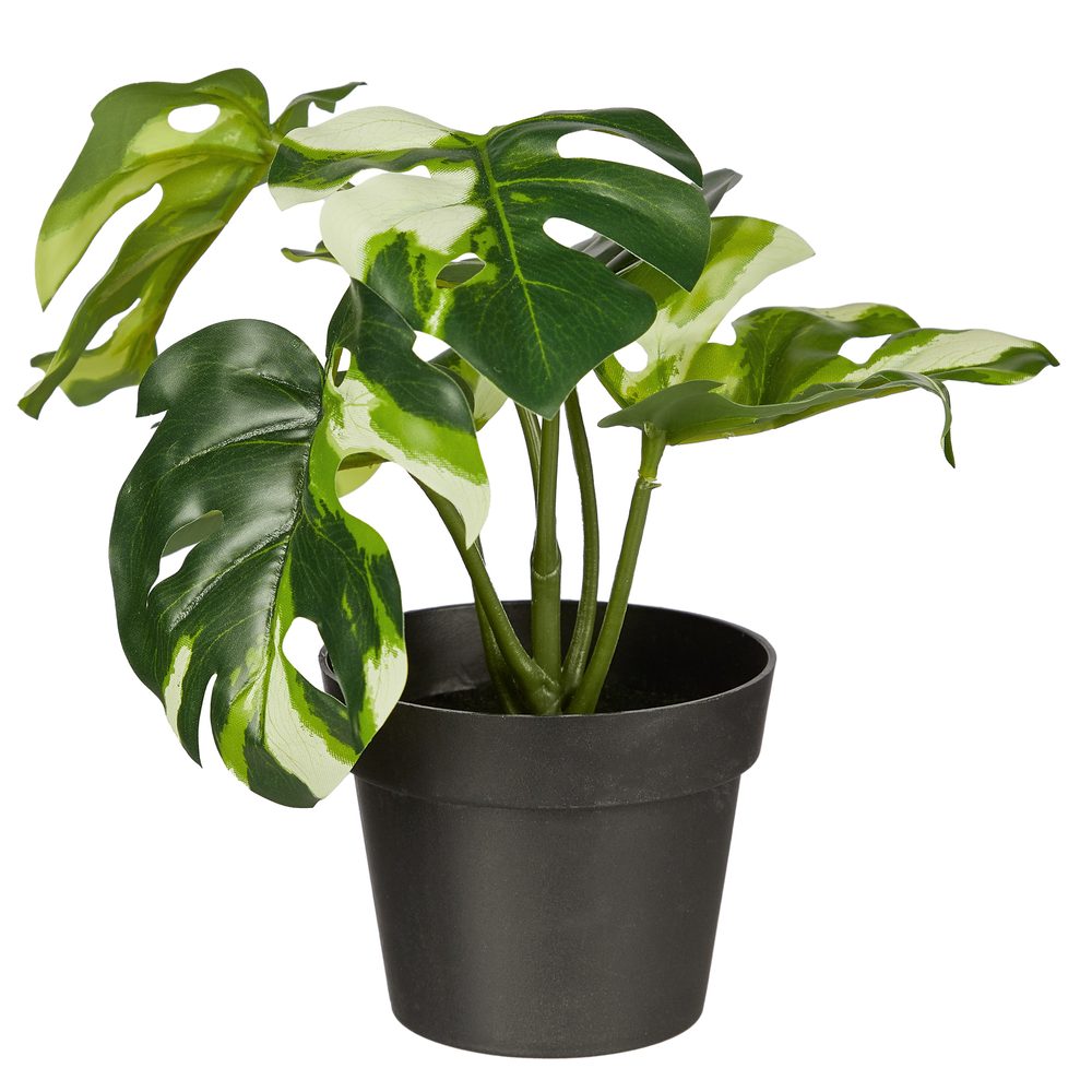 FLORISTA műnövény, monstera cserépben, 20 cm akciós termékkép 1