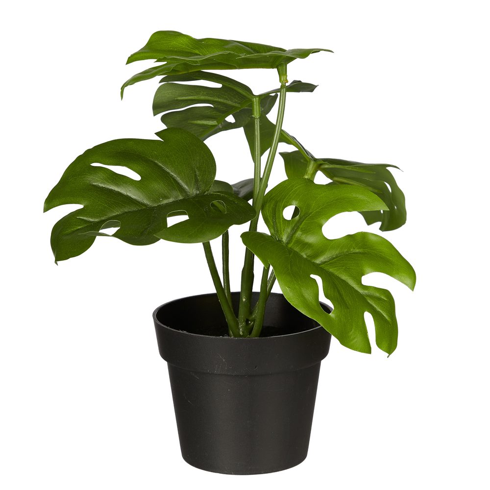FLORISTA műnövény, monstera cserépben 20 cm akciós termékkép 1