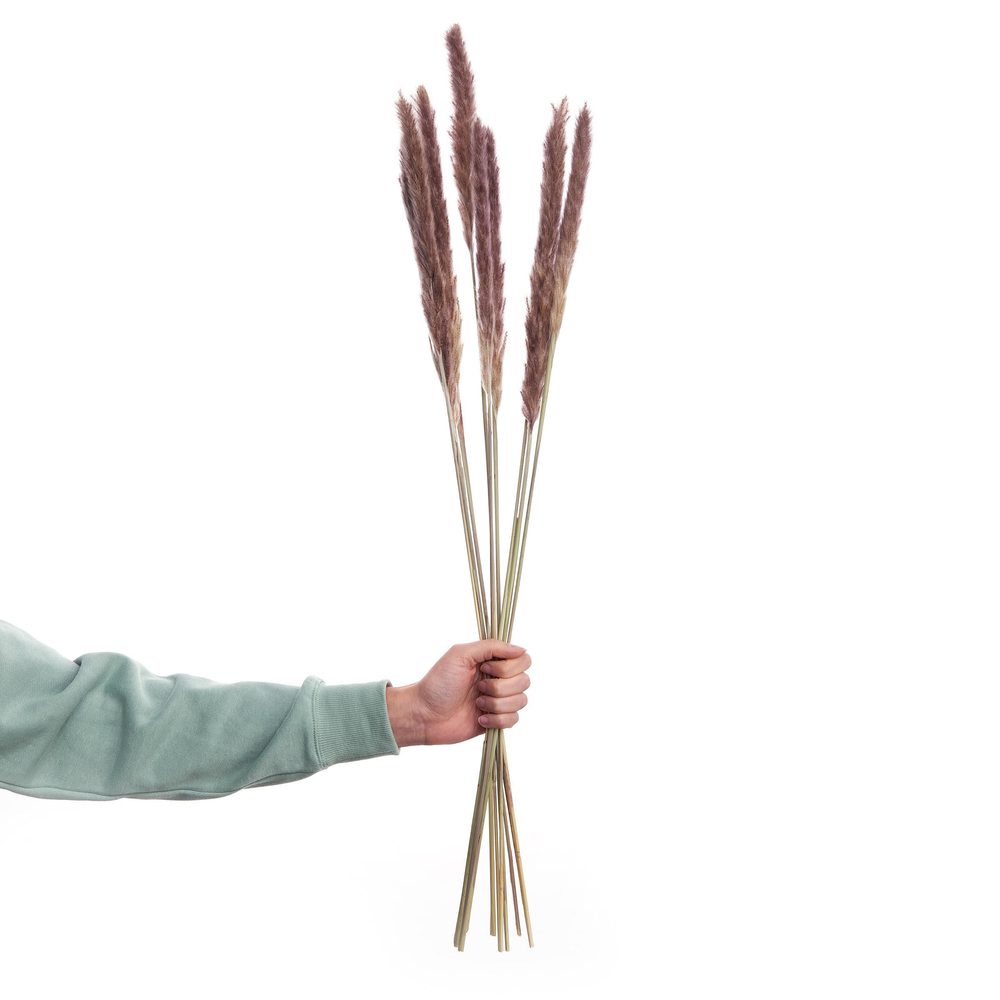 FLOWER MARKET szárított pampafű, natúr 70cm termék 2. képe