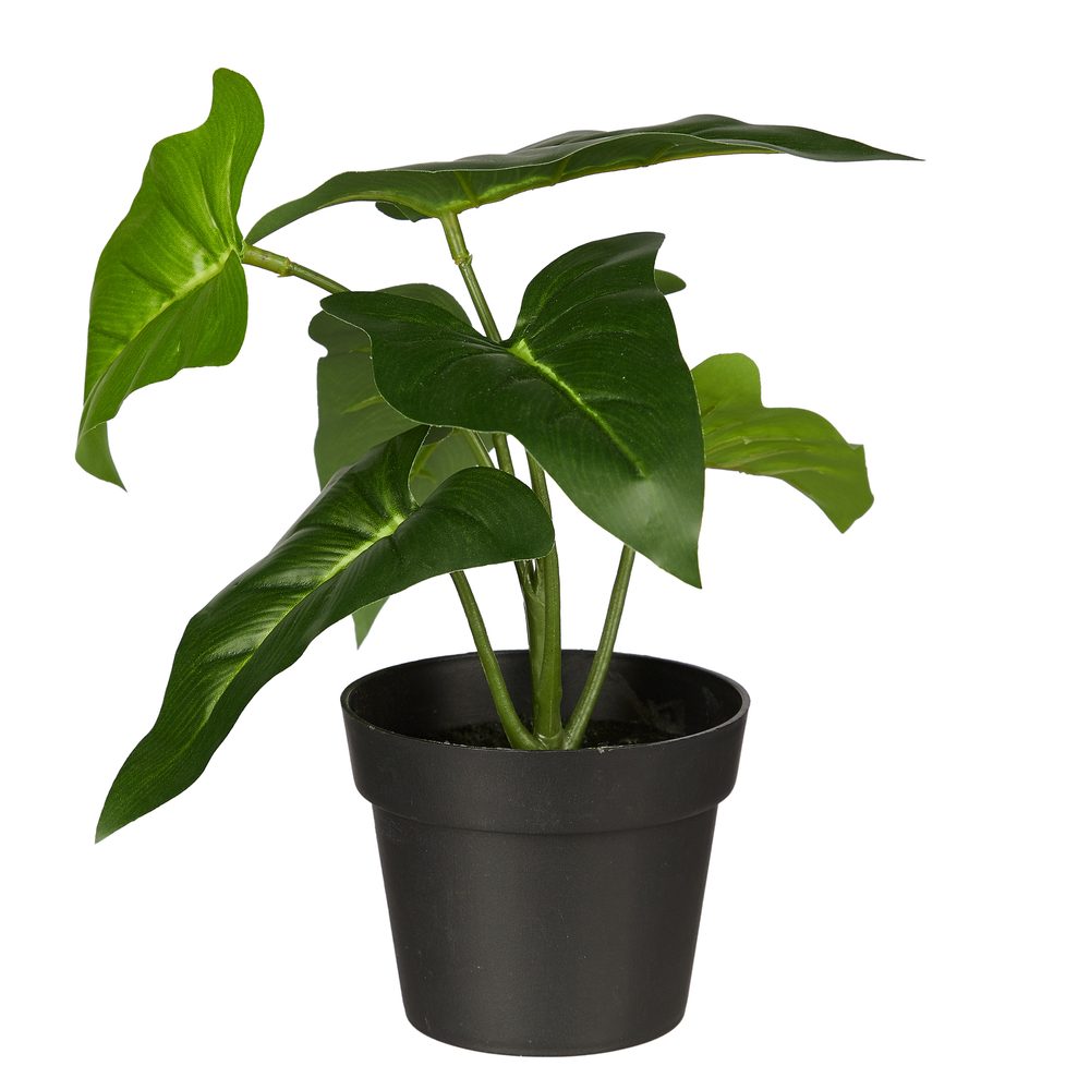 FLORISTA műnövény, filodendron cserépben, 20 cm akciós termékkép 1