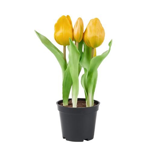 FLORISTA TULIPÁN CSERÉPBEN, SÁRGA 24 CM