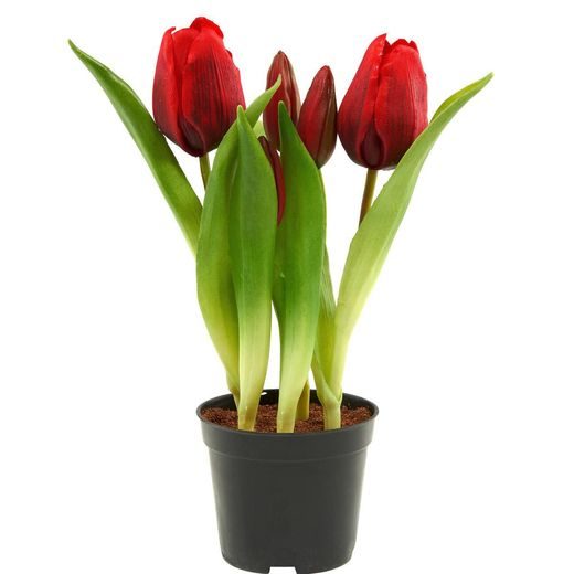 FLORISTA TULIPÁN CSERÉPBEN PIROS 24CM