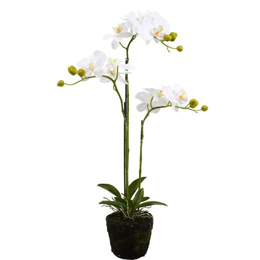 FLORISTA ORCHIDEA KRÉM 75CM