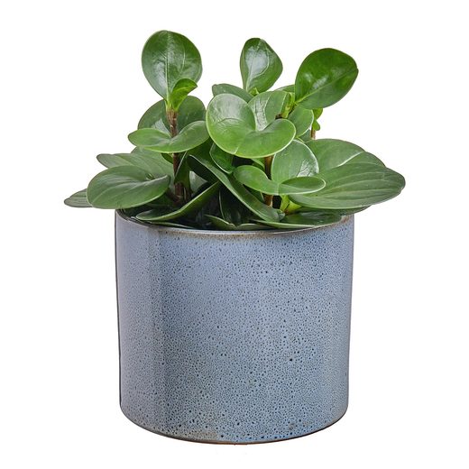 000000001000341436-1