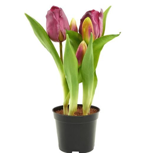 FLORISTA TULIPÁN CSERÉPBEN PINK 24CM