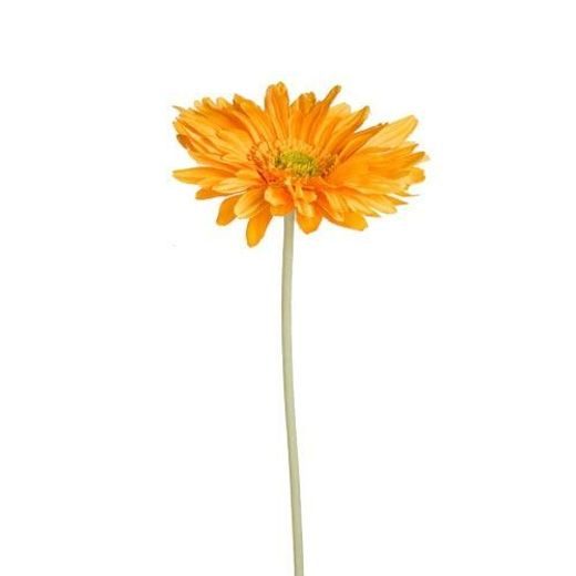 FLORISTA ÓRIÁS GERBERA NARANCS