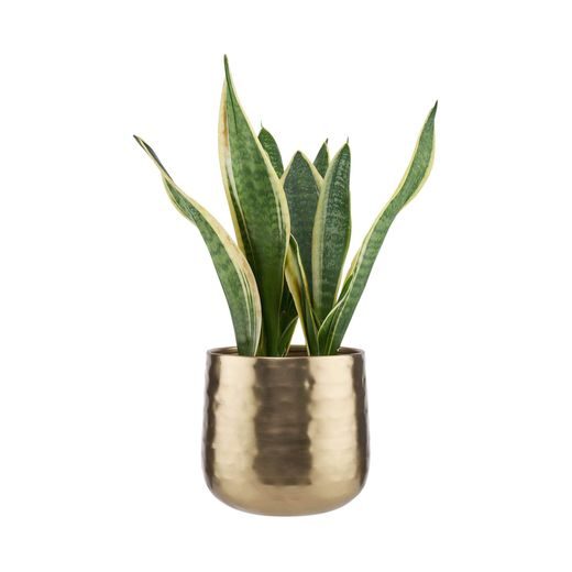 PLANTA KASPÓ, Ø16CM