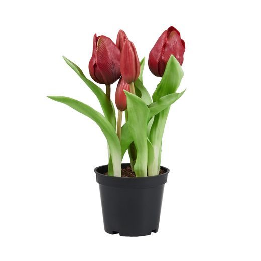 FLORISTA TULIPÁN CSERÉPBEN, PIROS 24 CM