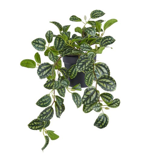 FLORISTA CSEREPES PILEA 44 CM