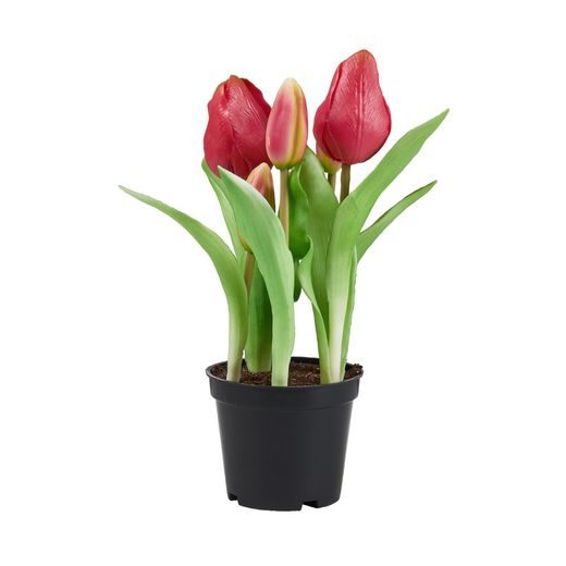 FLORISTA TULIPÁN CSERÉPBEN, SÖTÉTRÓZSASZÍN 24 CM