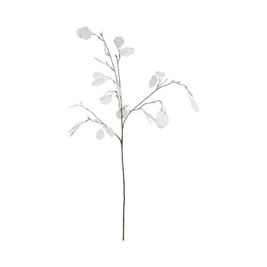 WINTERGREEN LUNARIA TAXA, 100 CM