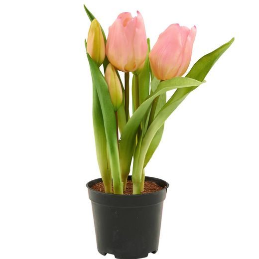 FLORISTA TULIPÁN CSERÉPBEN, RÓZSASZÍNŰ 24CM