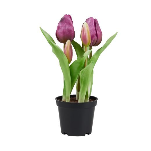 FLORISTA TULIPÁN CSERÉPBEN, LILA 24 CM