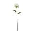FLORISTA pünkösdi rózsa, krémszínű 75 cm