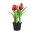 FLORISTA tulipán cserépben, sötétrózsaszín 24 cm