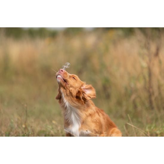 Bacon Bubbles - bublifuk s vůní slaniny, 120ml