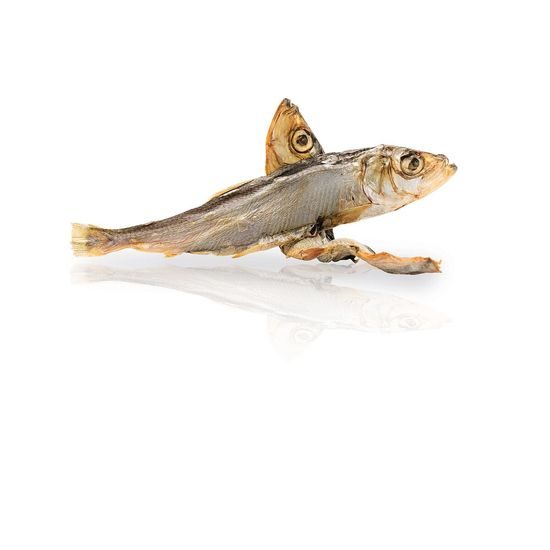 KIDDOG SUPER PREMIUM rybičky - mořské šproty 100 g