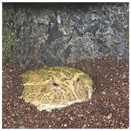 Terarijní substrát 3l Robimaus