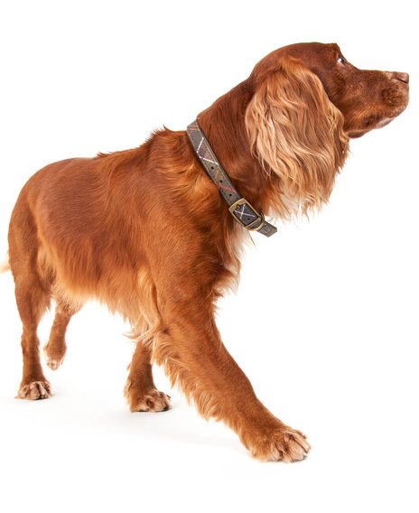 Barbour Tartan Dog Collar