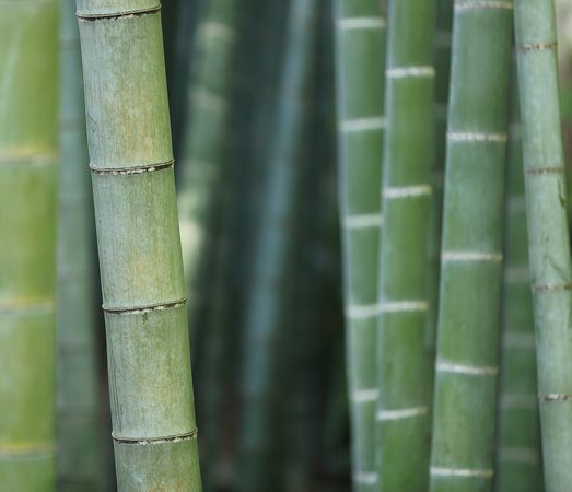 Bambus a jeho využití (bambusové spodní prádlo, župany, pyžama...)
