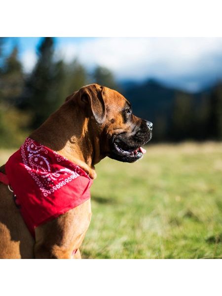 Bandana světle béžová