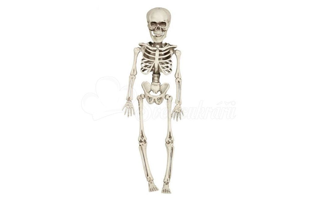 Skeleton - Kostra k zavěšení 40 cm - Halloween - GUIRCA - Halloween - Podle  téma - Svět cukrářů