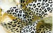 Transfer foil - Leopard skin Leopard 40x25 cm