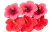 Pink & Red Hibiscus Flowers (Box)