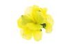 Hawaiian hair clip, Hawaii - yellow