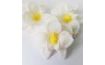 Orchidea biela 10 g