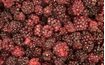 Lyophilised whole blackberries - 50 g