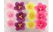 Apple Blossom Flowers 12 pcs (36 g) (Mix)