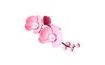 Sugar Orchid Decoration