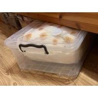 PLASTIC STORAGE BOX UNDER THE BED WITH WHEELS - 30 L