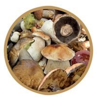 KOVOVÉ VÍČKO BIO 66 HOUBY 10 KS