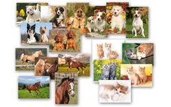 pohlednice zvířata MIX